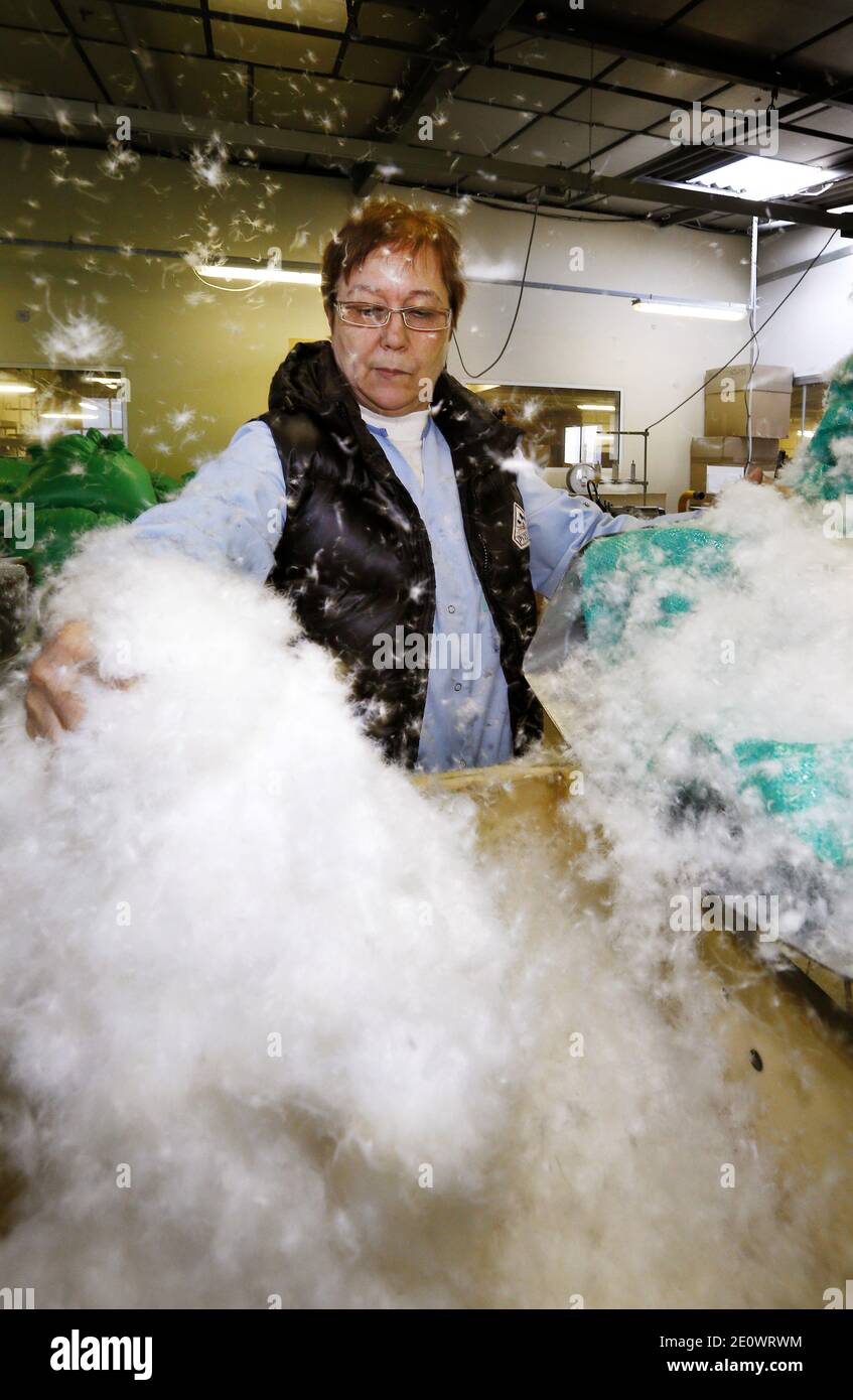 PYRENEX factory in Saint-Sever on 1 November 2012. For more than 150 years, the company Pyrenex, located in Saint-Sever, in the heart of the Landes duck breeding, plumage markets in the world and the family business is now regaining market jackets. Each year, more than 4,000 tons of raw feathers, 90% duck are collected across all slaughterhouses great western France, in the south of Britain to the Tarn to be washed, dried and sorted into factory Landes.Photo by Patrick Bernard/ABACAPRESS.COM Stock Photo