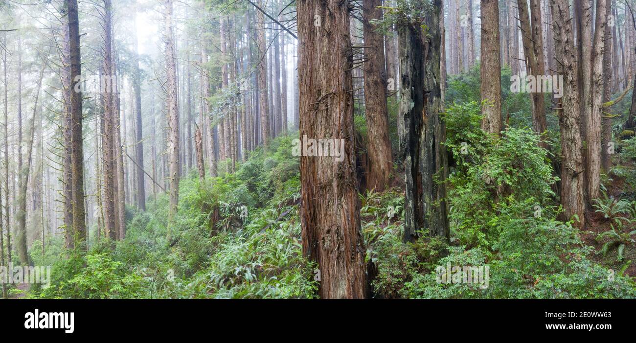 Redwood trees, Sequoia sempervirens, thrive in a moist, coastal forest in Klamath, Northern California. Redwoods are the largest trees on Earth. Stock Photo
