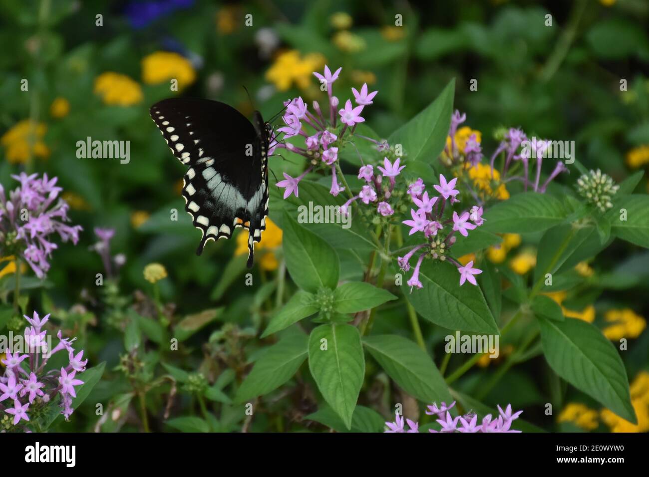 I created this macro-Picture of a Butterfly on a flower or Butterflies on a flower to practice my macro photography skills. Butterflies are important Stock Photo