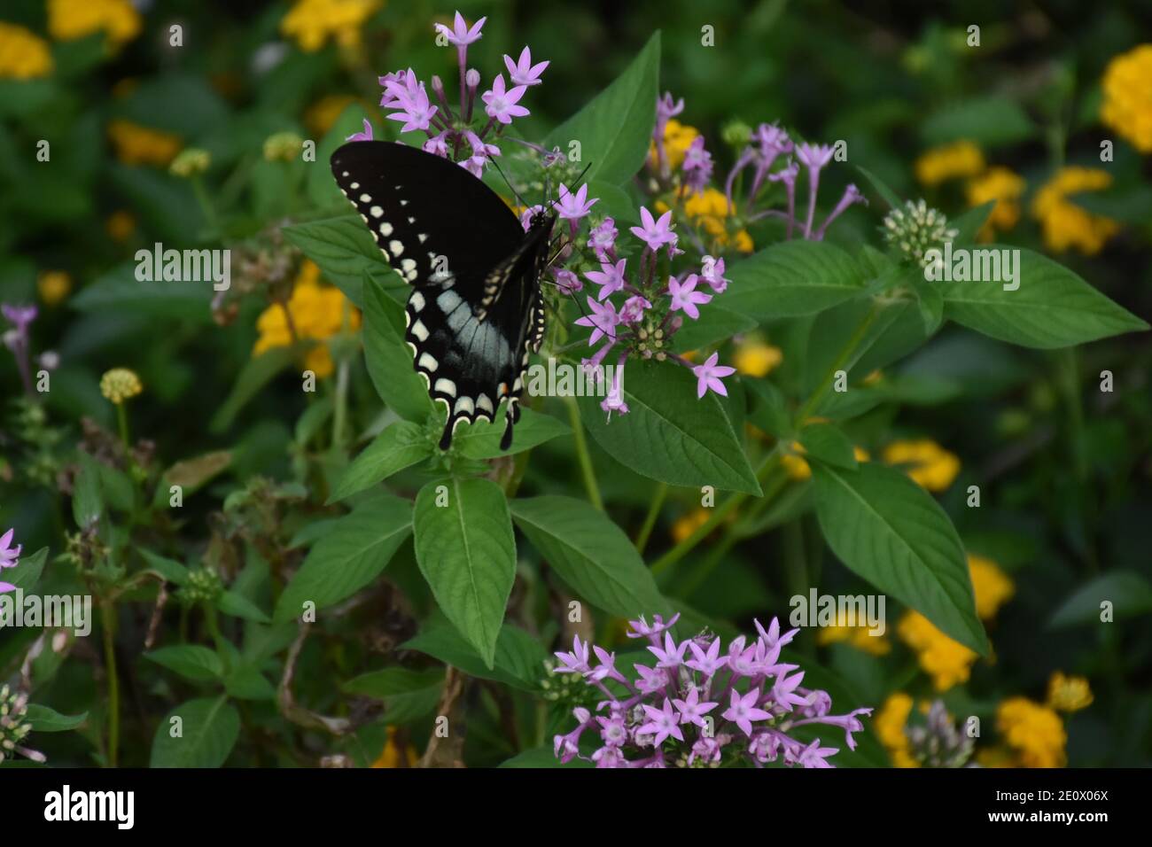 I created this macro-Picture of a Butterfly on a flower or Butterflies on a flower to practice my macro photography skills. Butterflies are important Stock Photo
