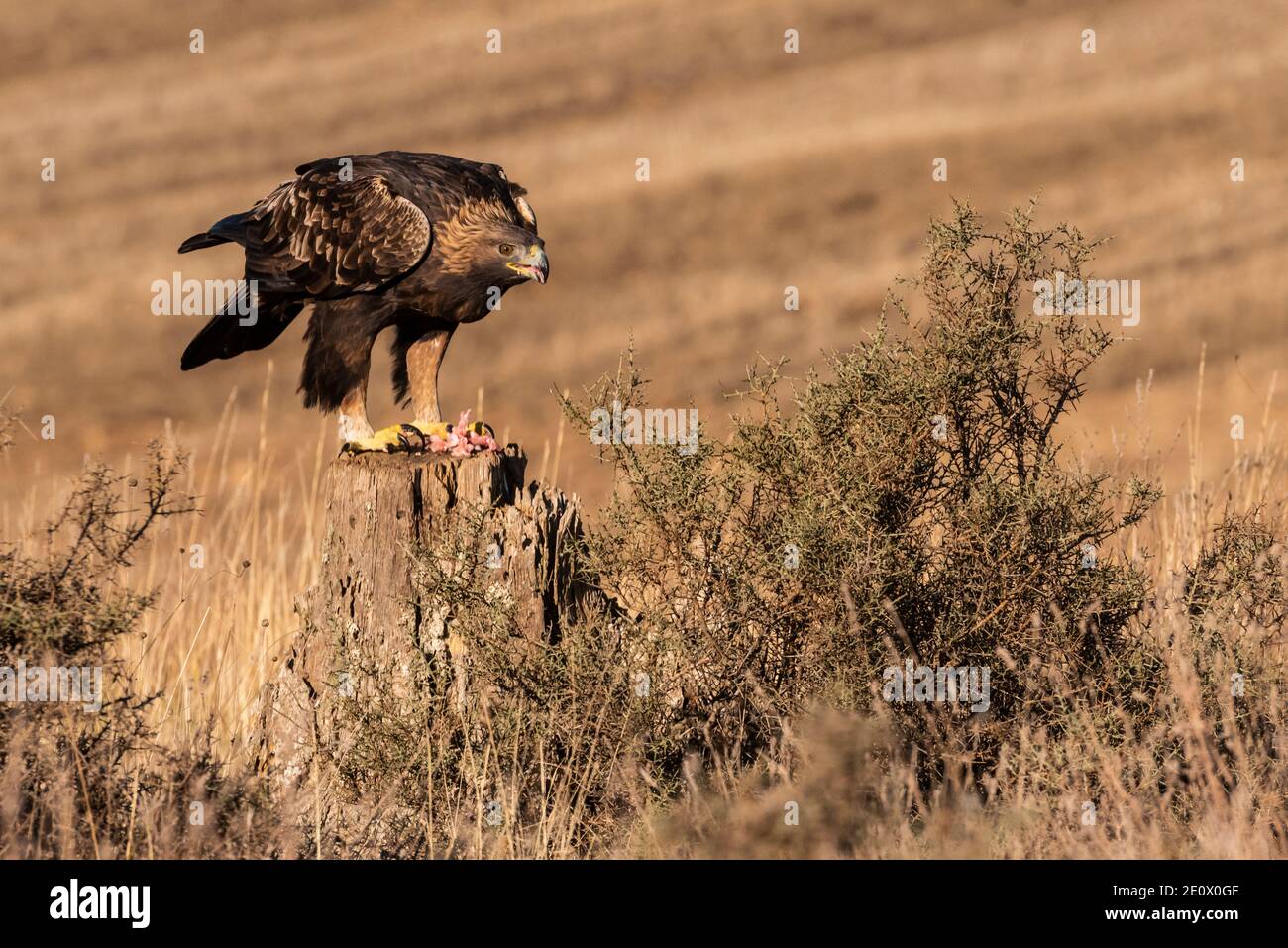 golden eagle flying aquila chrysaetos Stock Photo