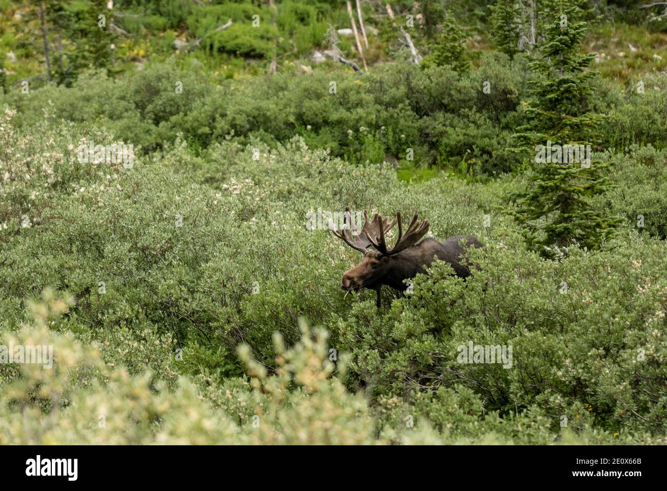 Large Bull Moose Grazes on Willow in Cascade Canyon of Grand Teton