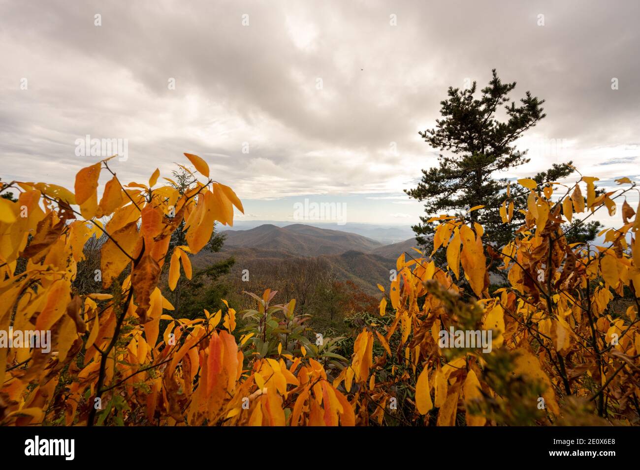 Looking Down on Blue Ridge Mountains Through Yellow Leaves along the