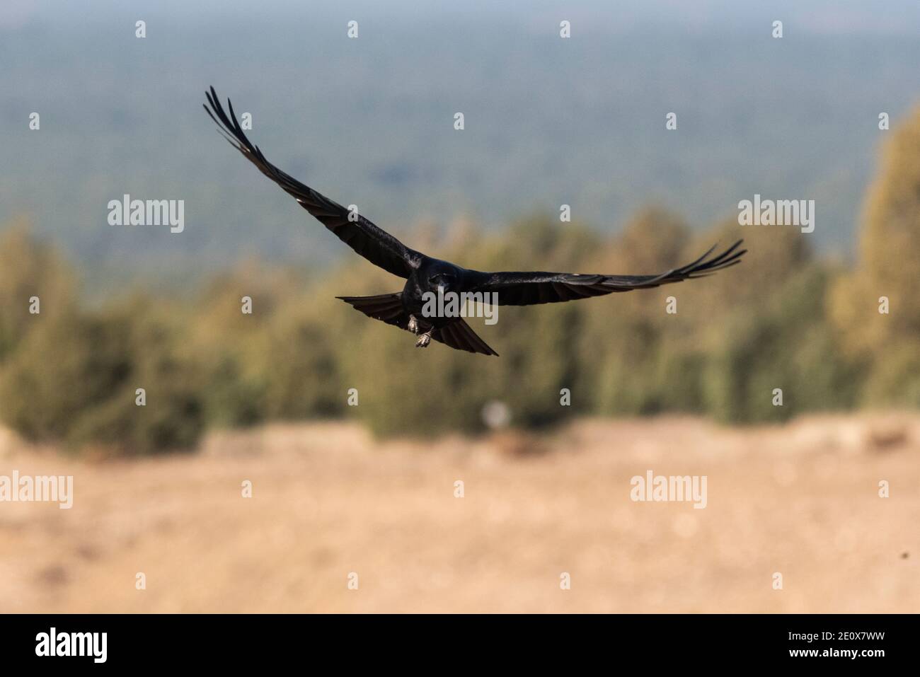 flying crow corvus corone Stock Photo