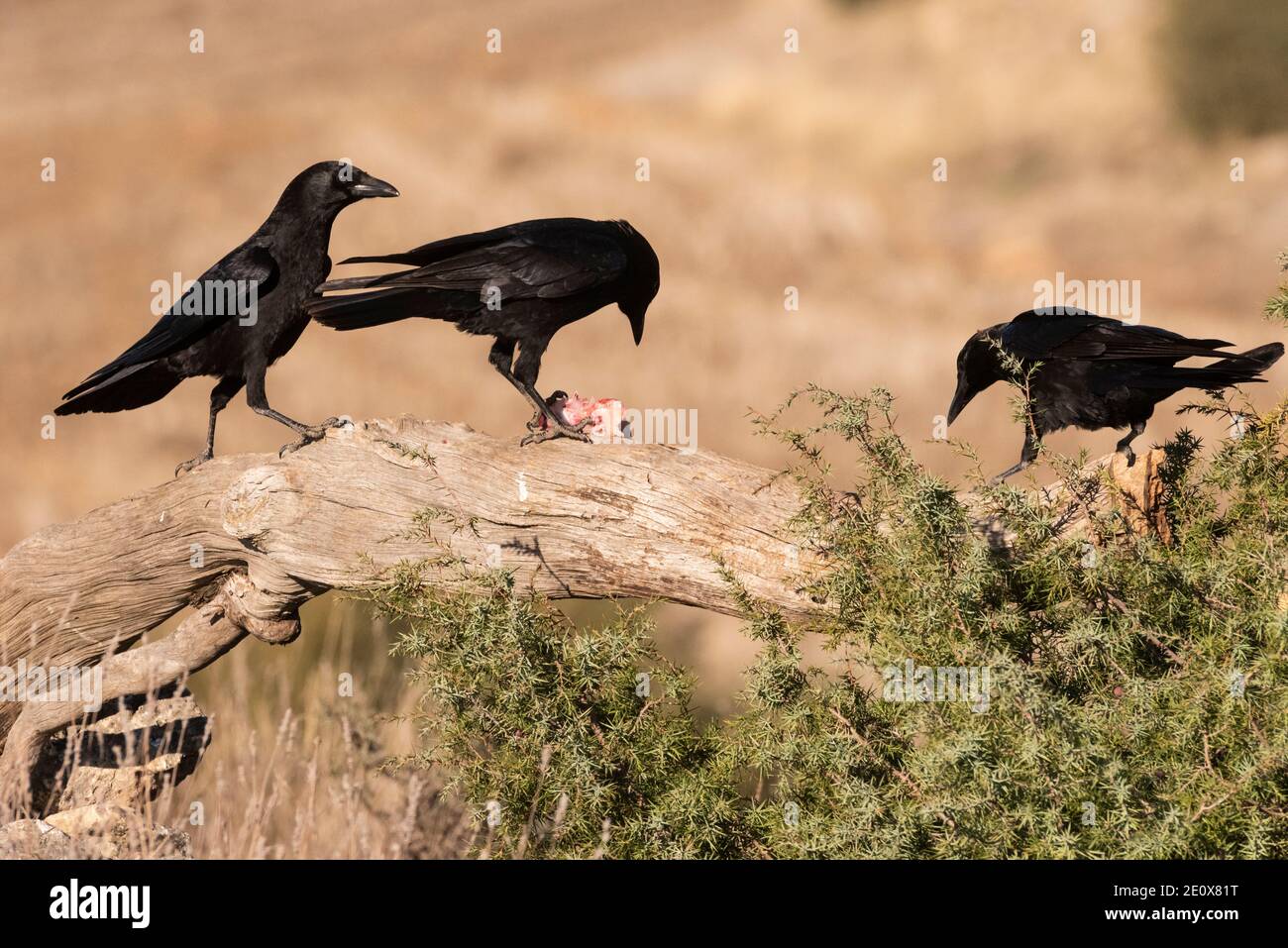 group of crow corvus corone Stock Photo