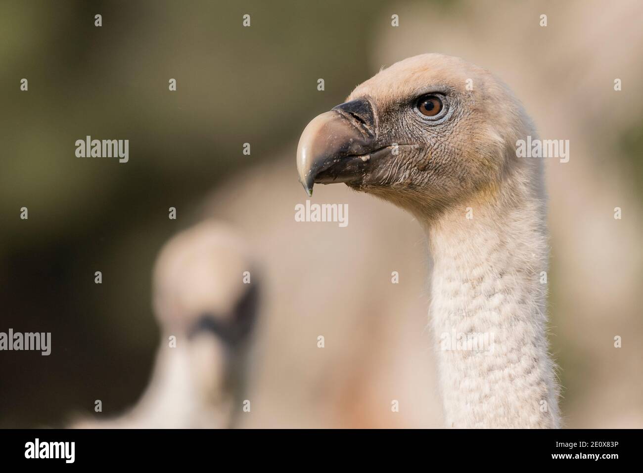 portrait of griffon vulture gyps fulvus Stock Photo