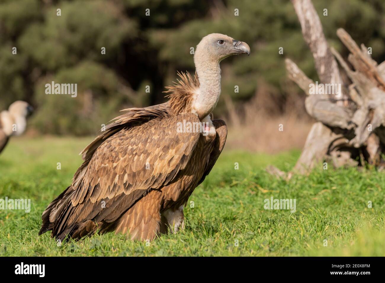 griffon vulture perched gyps fulvus Stock Photo