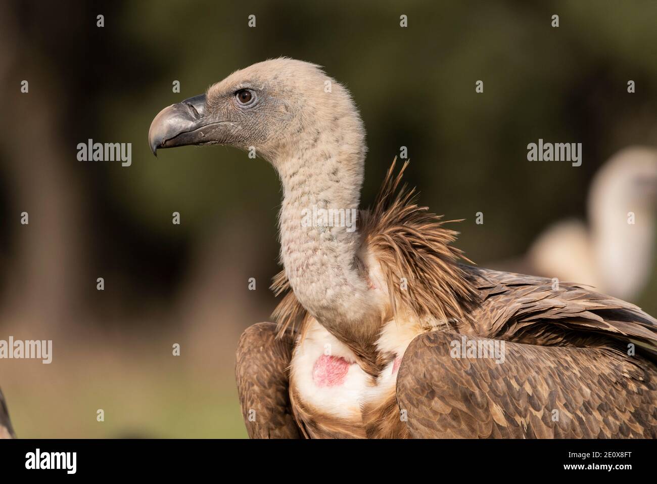 portrait of griffon vulture gyps fulvus Stock Photo