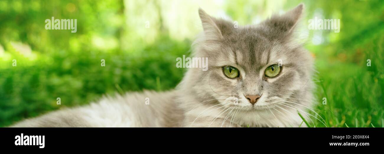 Cat with green eyes and grey fur in summer grass outdoor banner panorama. Grey long hair Ragdoll with green eyes Stock Photo