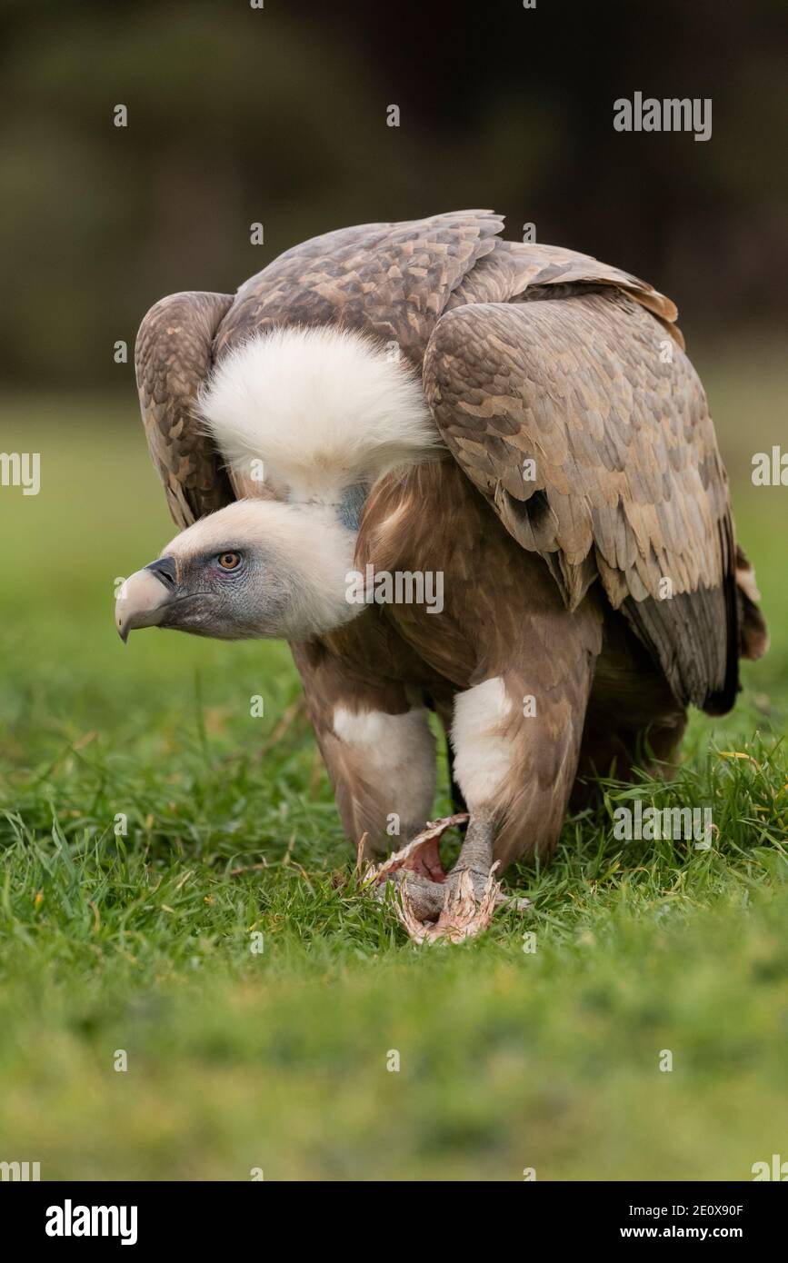 griffon vulture perched gyps fulvus Stock Photo