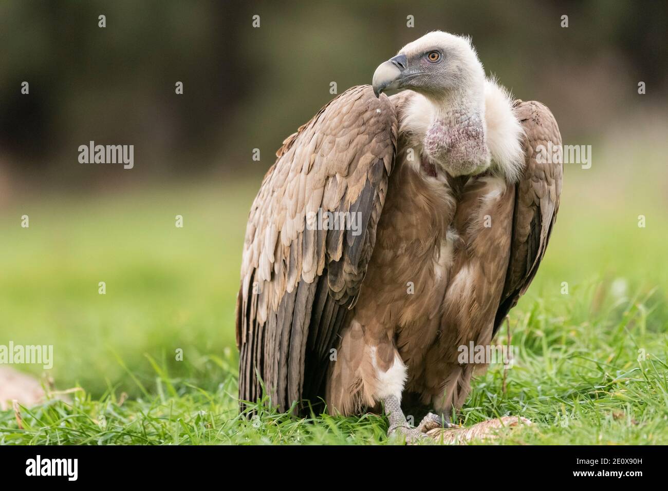 griffon vulture perched gyps fulvus Stock Photo