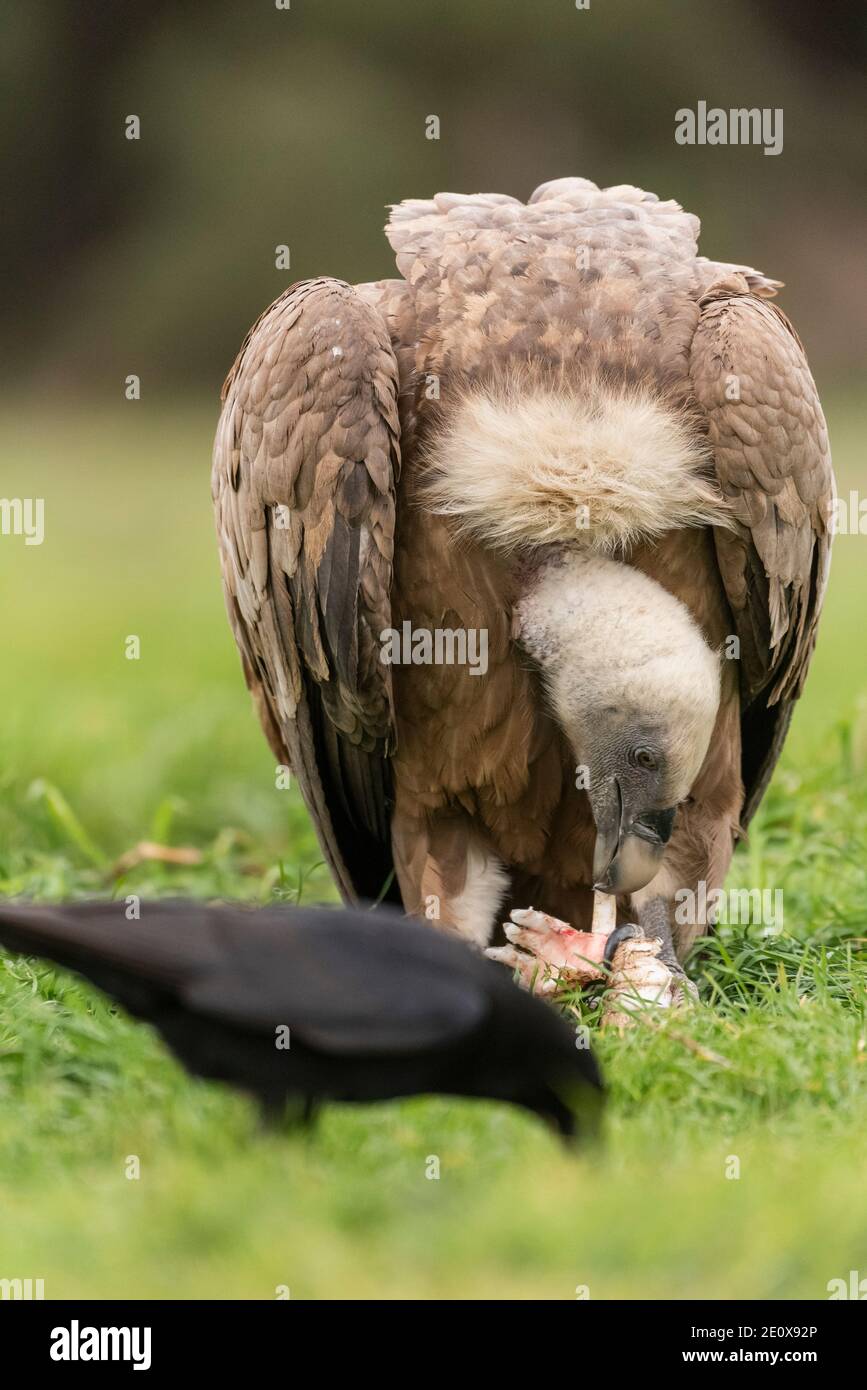 griffon vulture eating carrion Stock Photo