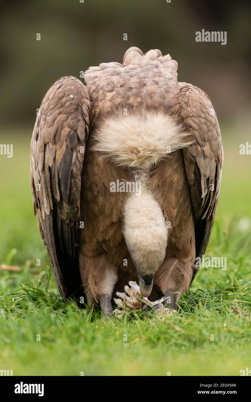 griffon vulture eating carrion Stock Photo