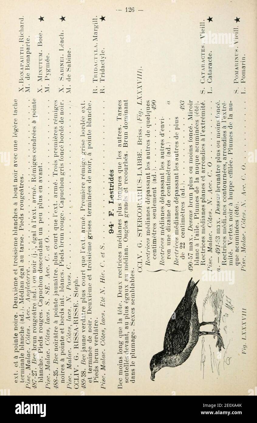 Les oiseaux d'Europe (Page 126) Stock Photo