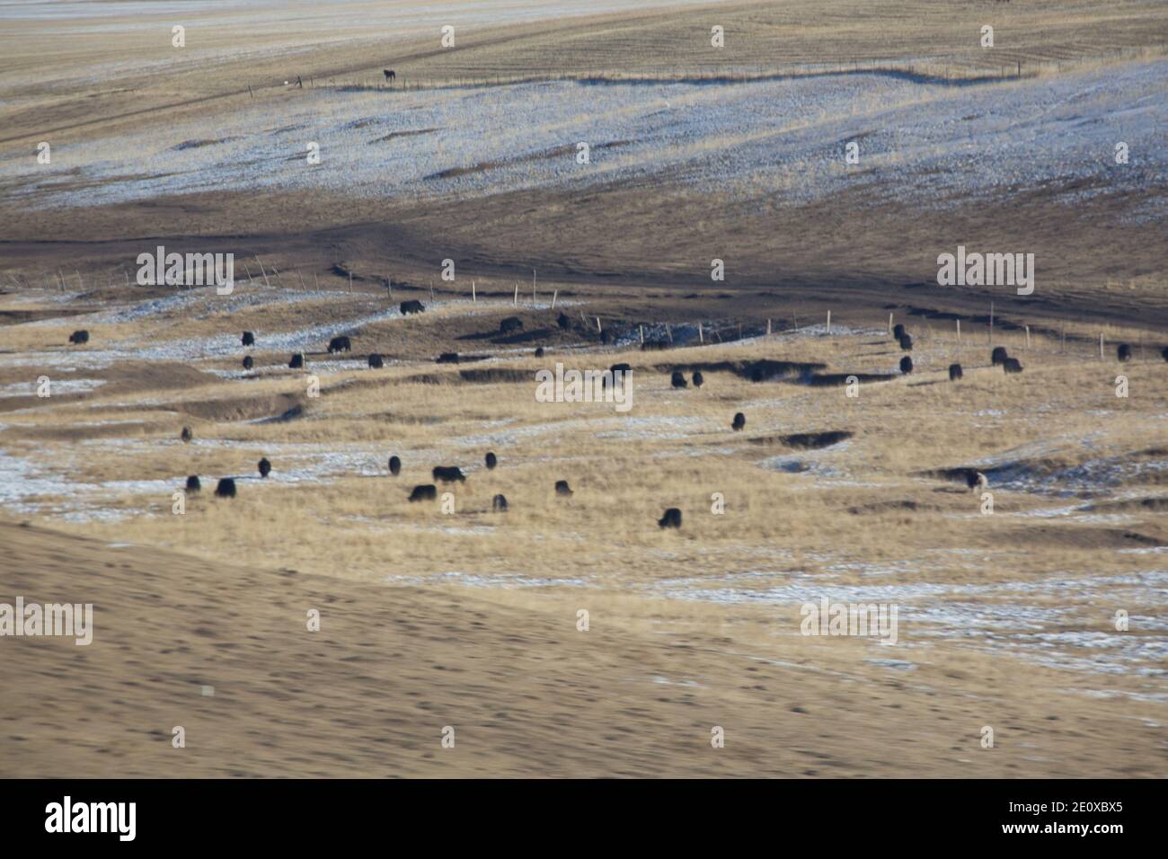 Qinghai landscape with cattle Stock Photo