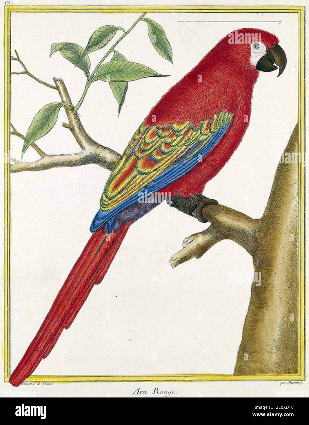 Lesser Antillean Macaw Stock Photo - Alamy