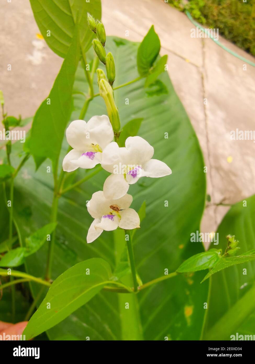 Asystasia flowers, white five-petal flower - light purple. Small flower shrub. Thai traditional herbs. Stock Photo