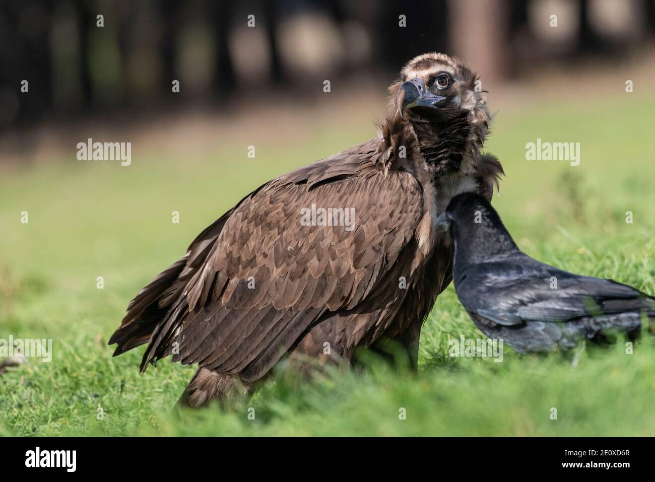 perched black vulture Aegypius monachus Stock Photo
