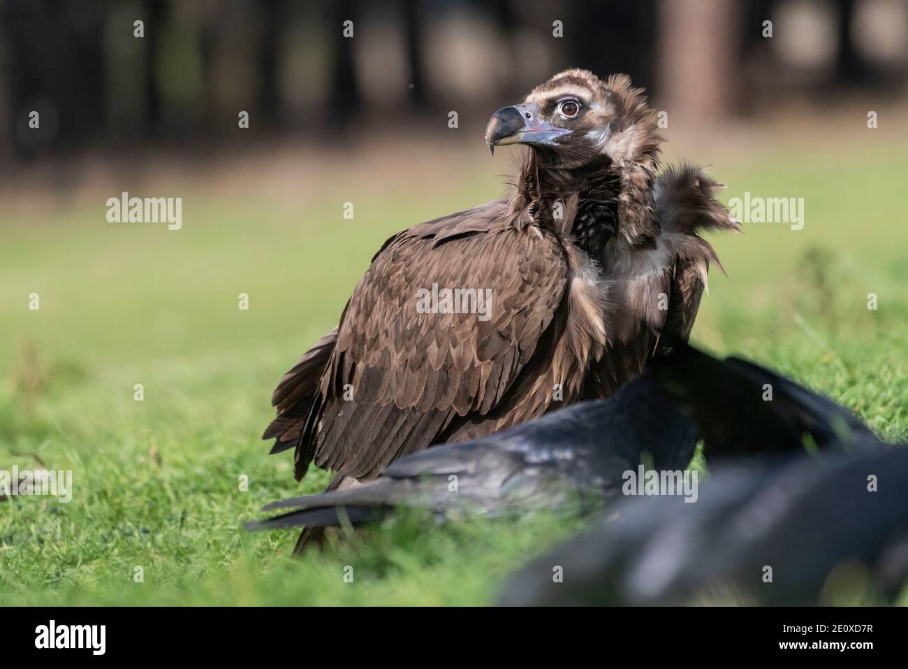 perched black vulture Aegypius monachus Stock Photo