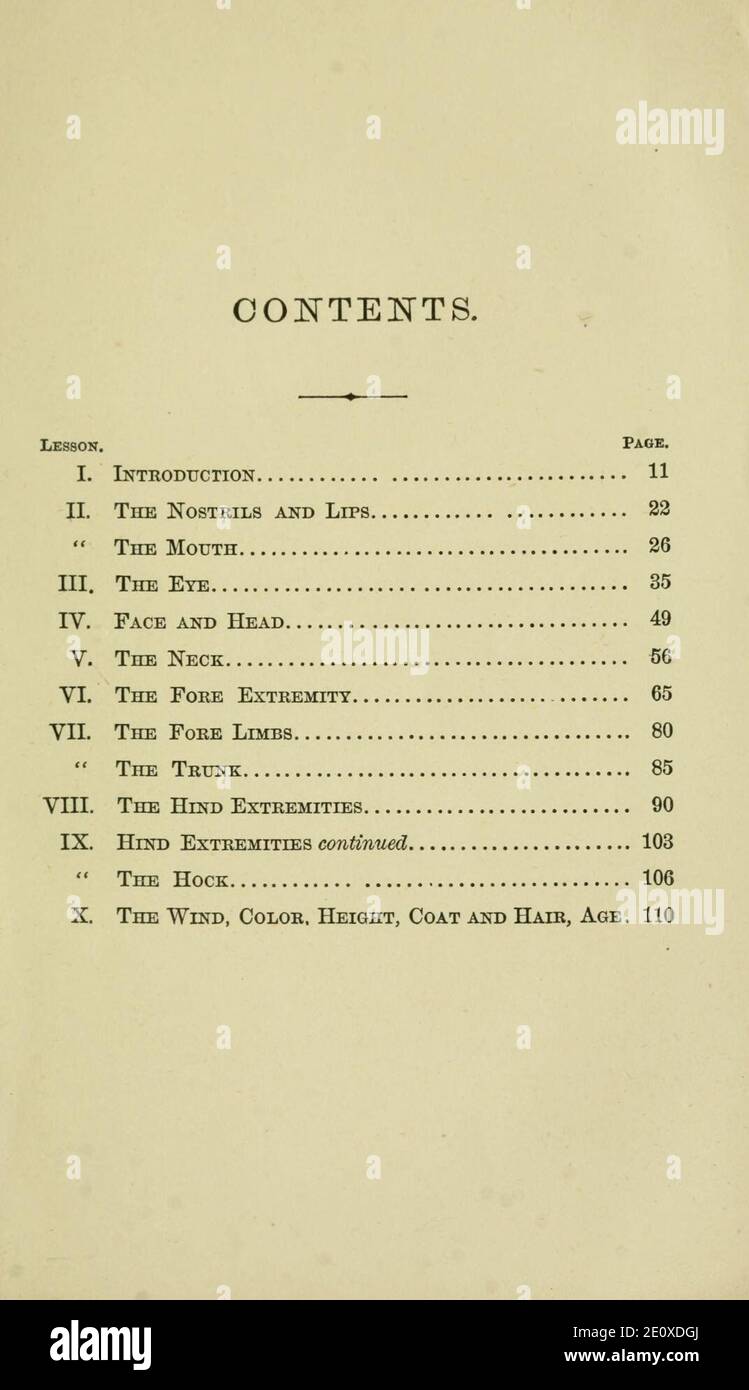 Lessons in horse judging Stock Photo Alamy