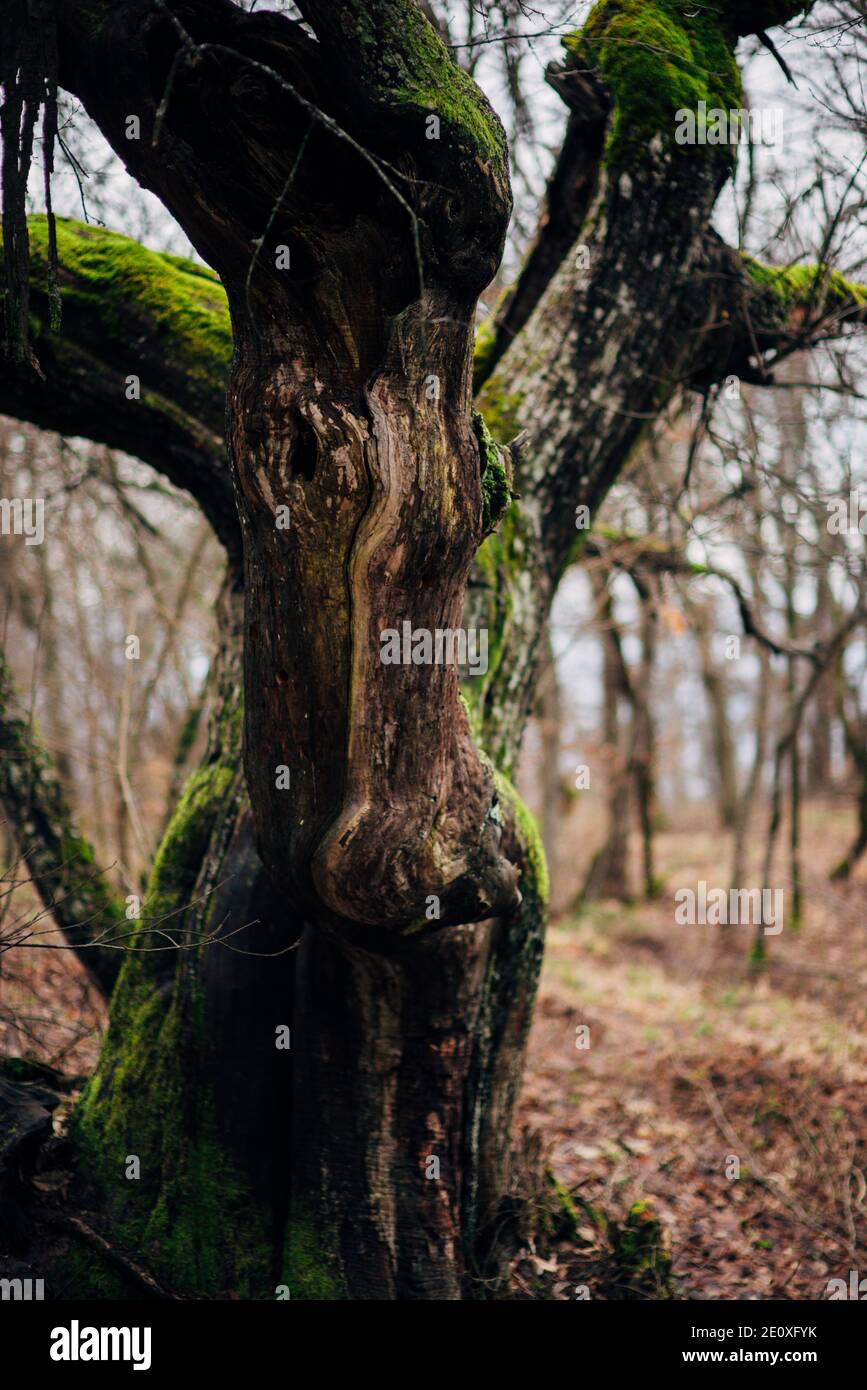 Tree roots stuck in hi-res stock photography and images - Alamy