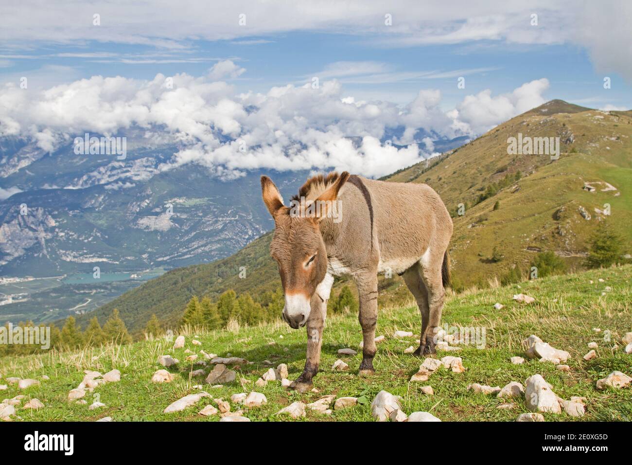 Donkey On A Mountain Meadow In Trentino Stock Photo - Alamy