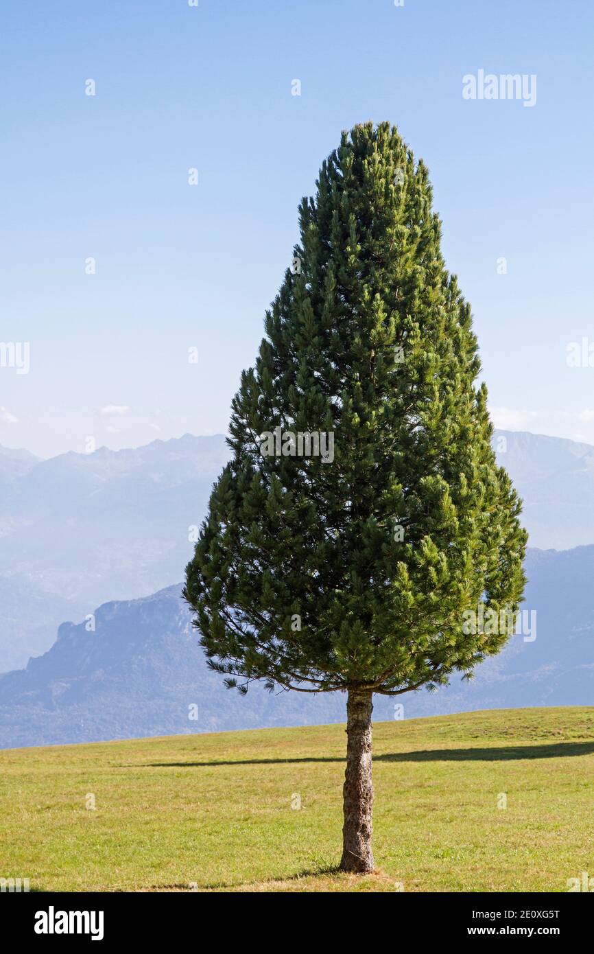 Fõhre High Resolution Stock Photography and Images - Alamy