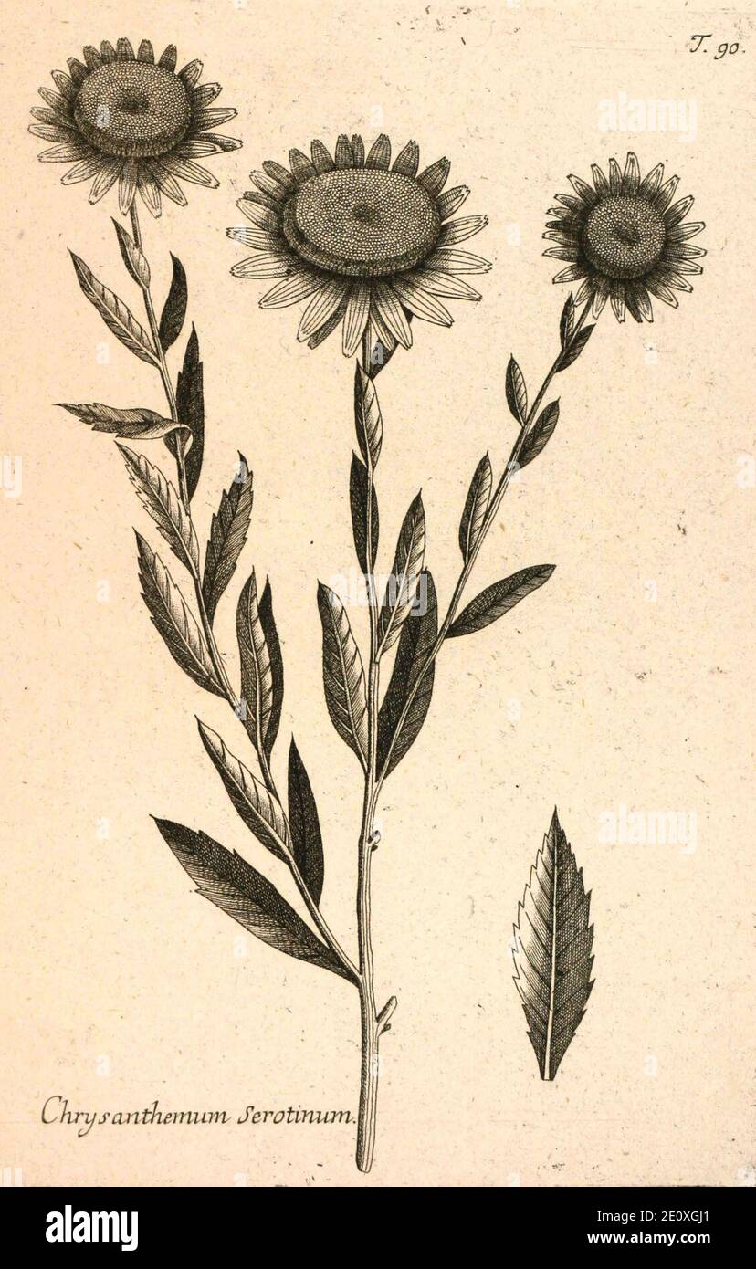 Leucanthemella serotina - Jacquin 1767 1. Stock Photo