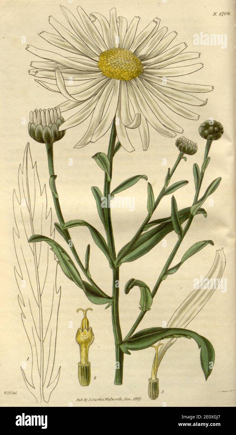 Leucanthemella serotina - Curtis's 1827 1. Stock Photo