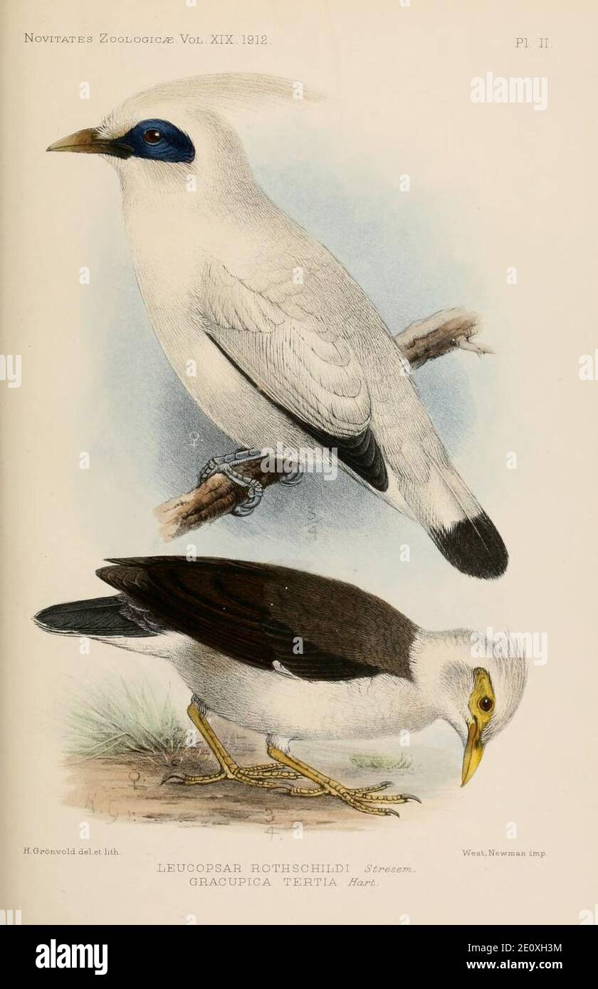 Leucopsar rothschildi & Acridotheres melanopterus tertius 1912. Stock Photo