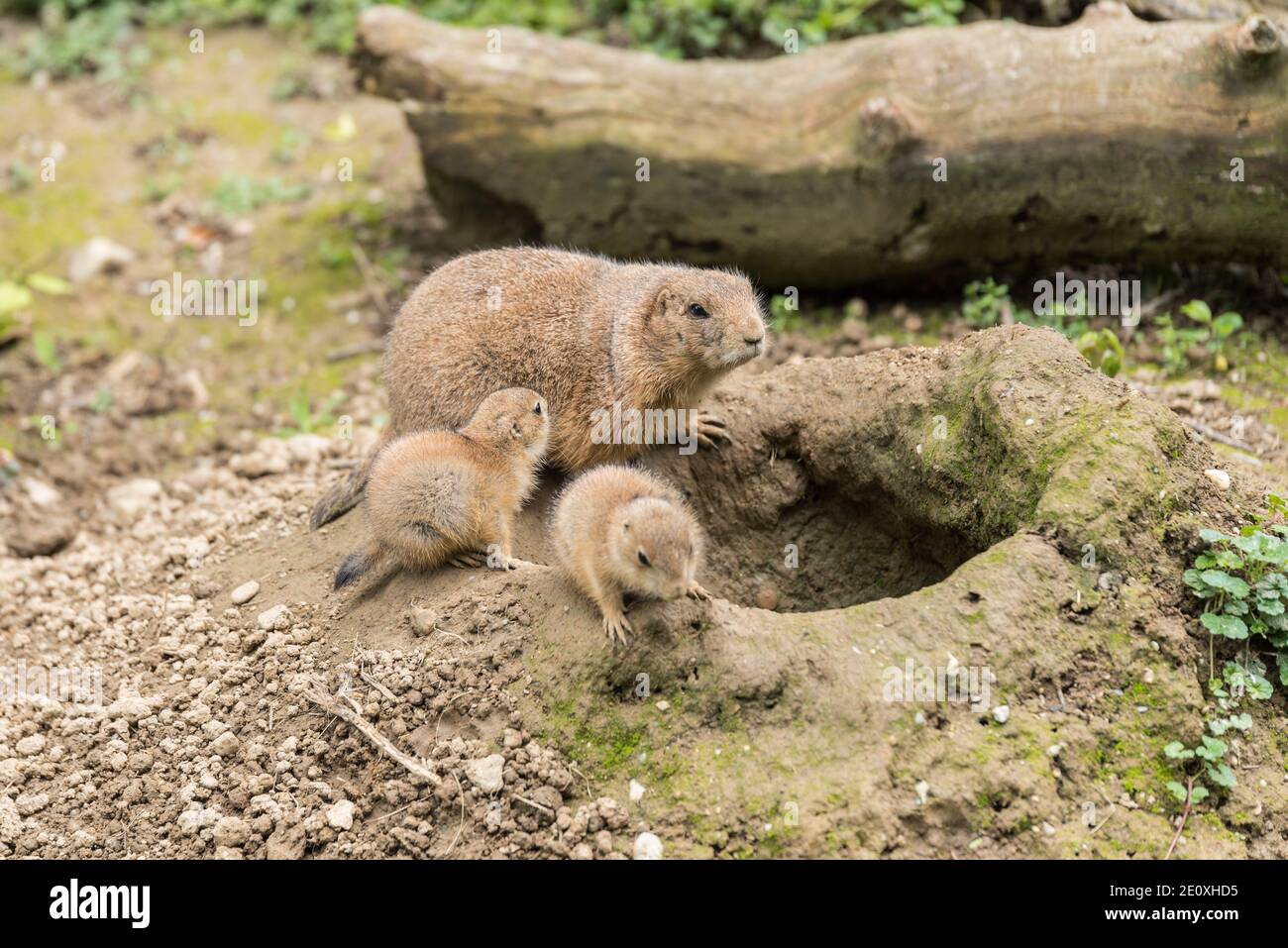 Prairie Dogs - North American Ground Squirrels With Young Animals Stock Photo