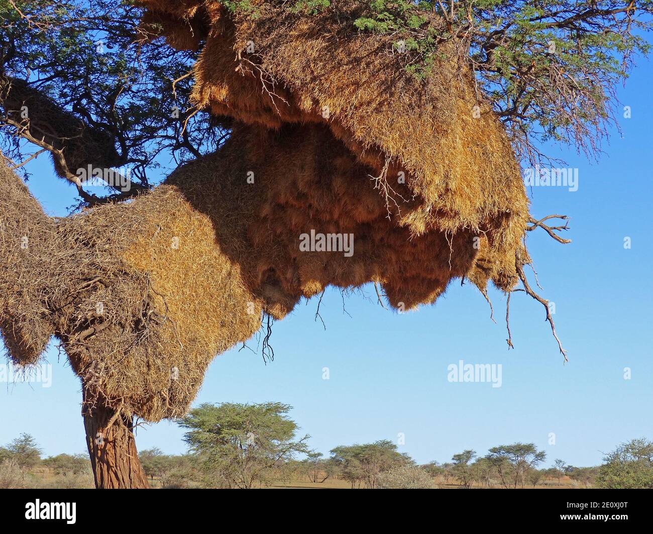 Giant Weaver Bird Nest On A Tree, Nest Of Sociable Weaver Birds, Kalahari, Namibia Stock Photo