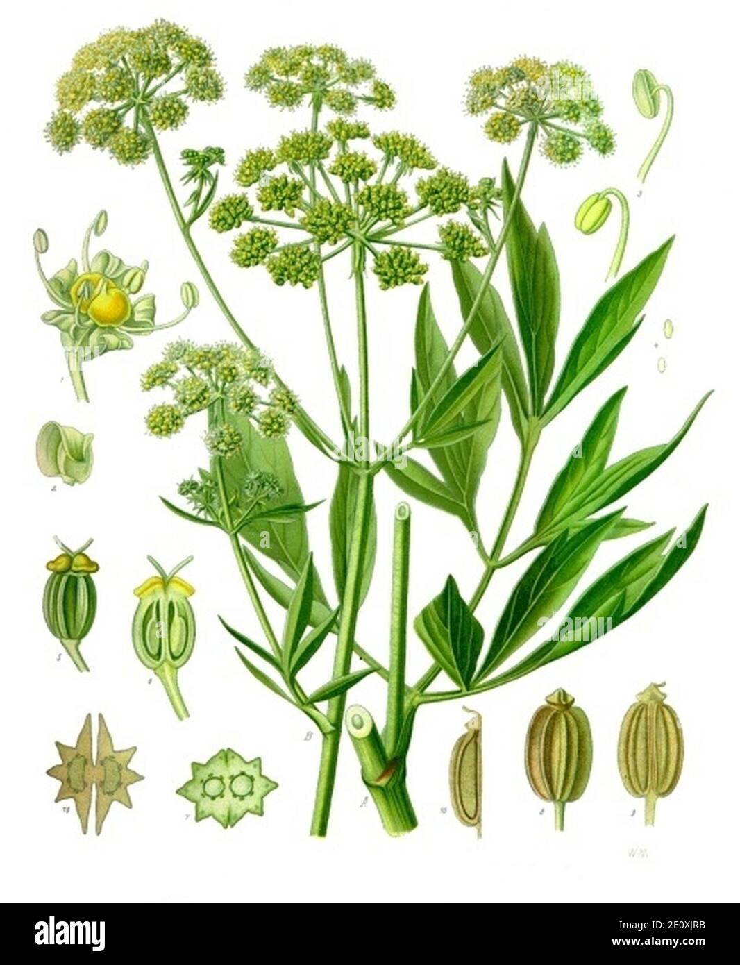 Levisticum officinale - Köhler–s Medizinal-Pflanzen-217. Stock Photo