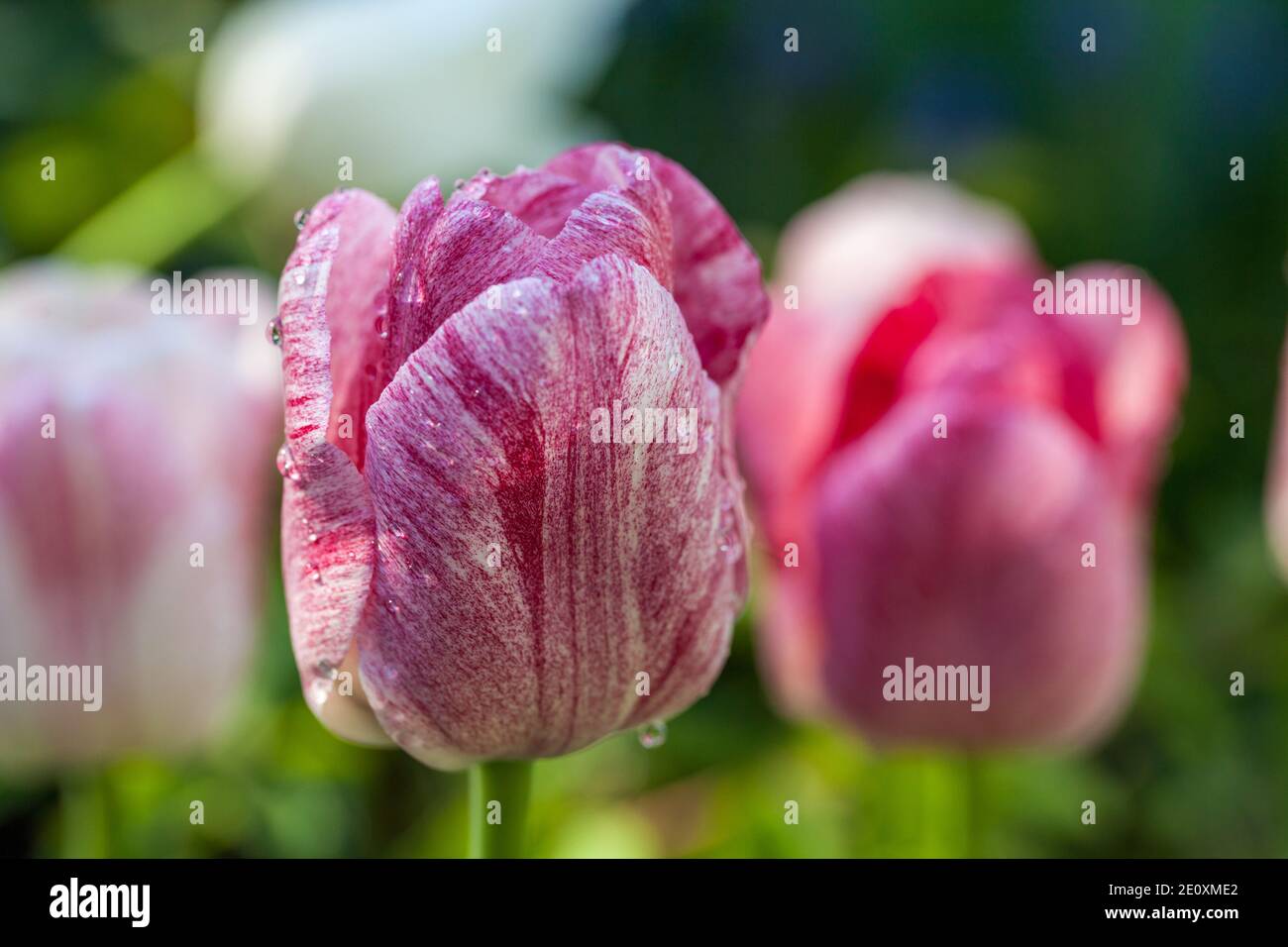 'Hemisphere' Triumph Tulip, Triumftulpan (Tulipa gesneriana) Stock Photo