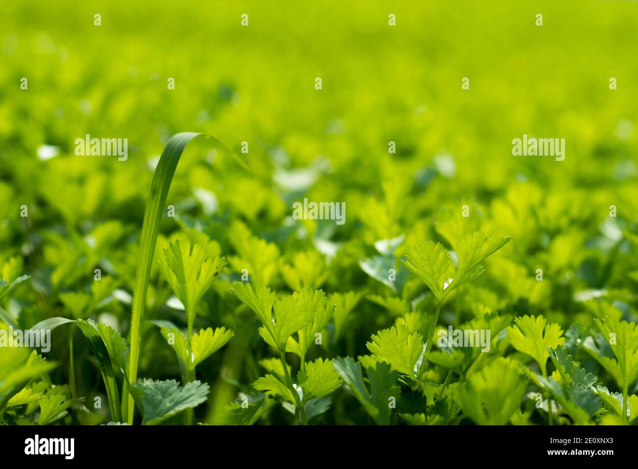 Coriander Leaf plant in a biggest field Stock Photo