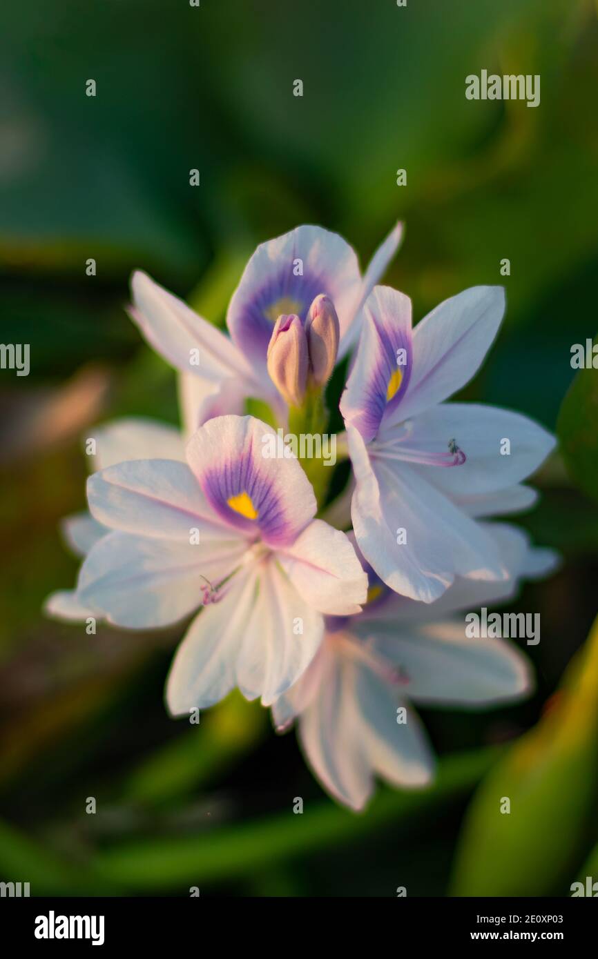 Eichhornia crassipes or white musk flowers or Pontederiaceae in Water Hyacinth Stock Photo