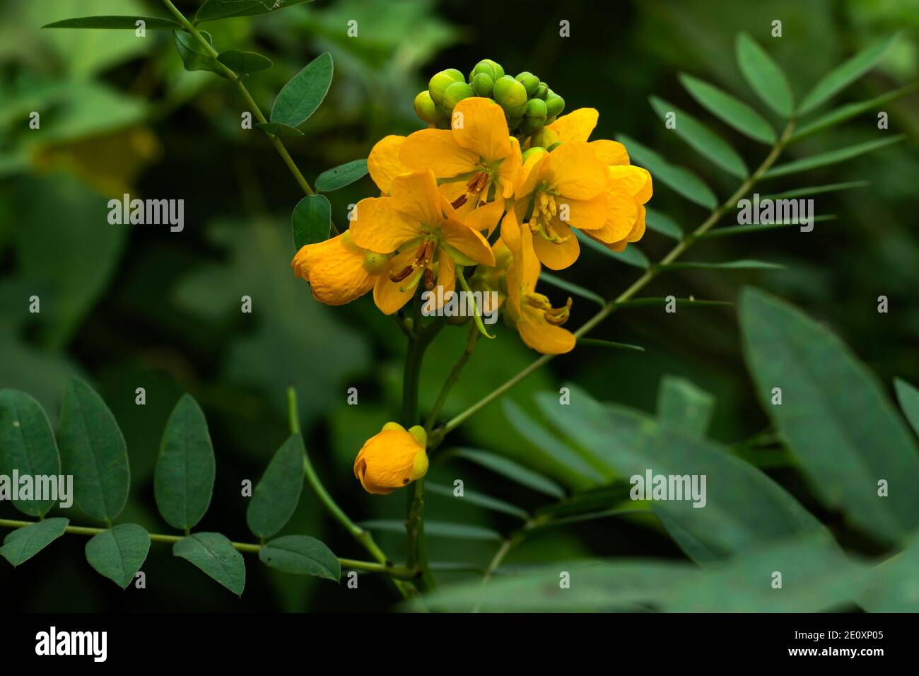 Family of Leguminosae Senna corymbosa or Argentine senna yellow flower Stock Photo
