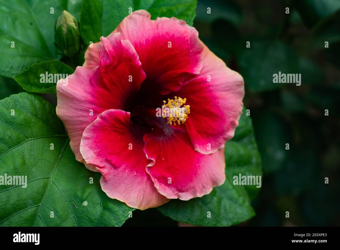 Red and off white Joba or red Colorful big Hibiscus rosa-sinensis Stock Photo