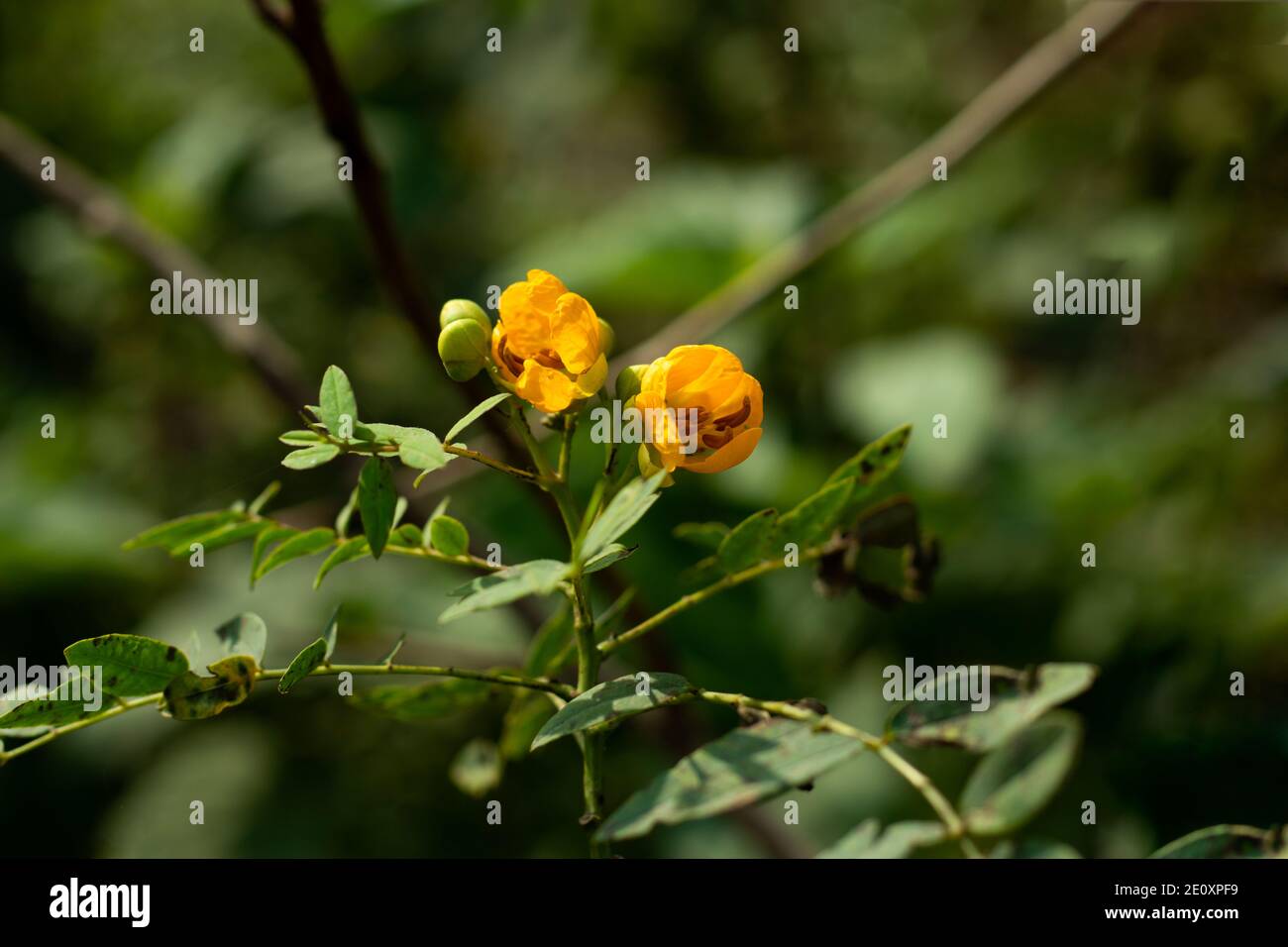 Senna corymbosa or Argentine senna yellow flower and family of Leguminosae Stock Photo