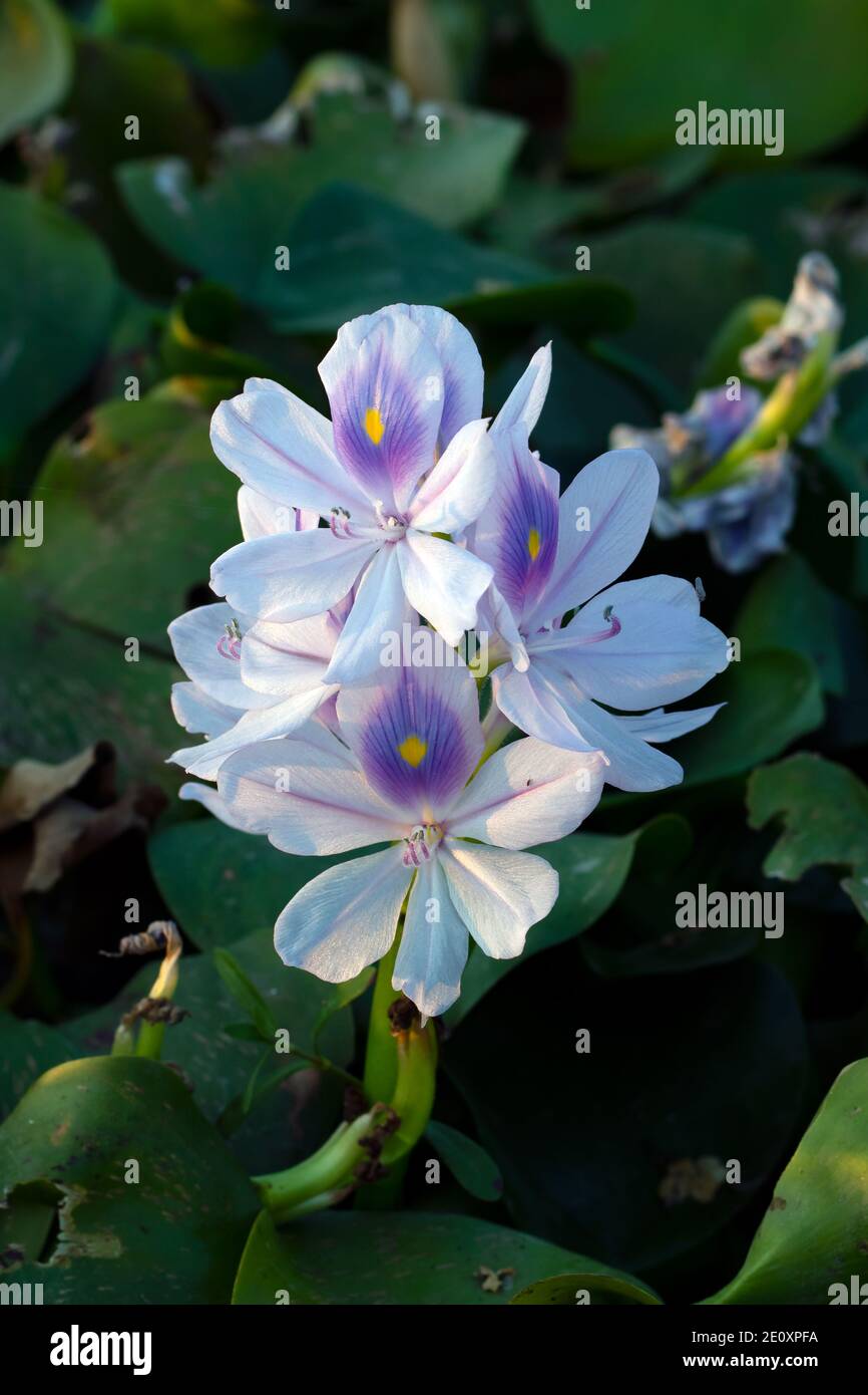 Single white musk flowers or Pontederiaceae in Water Hyacinth Stock Photo