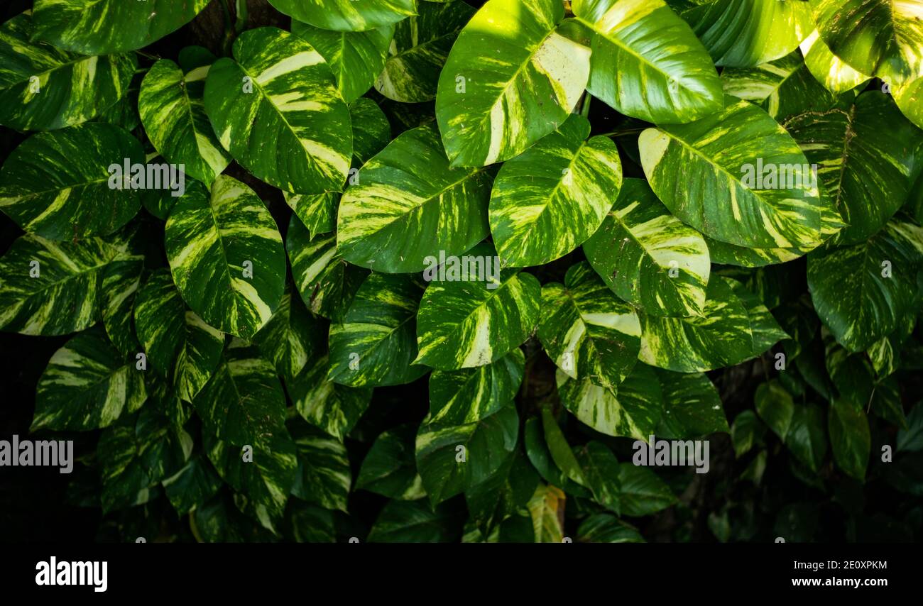 Variegated-philodendron leaf decoration plants or Epipremnum pinnatum Stock Photo