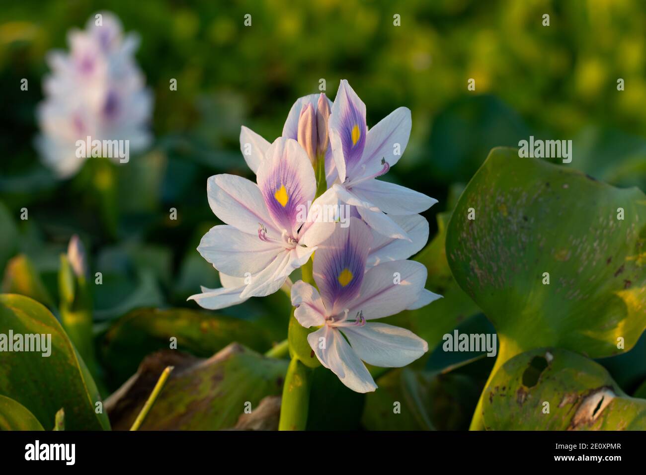 White musk flowers or Pontederiaceae or Eichhornia crassipes or Water Hyacinth Stock Photo