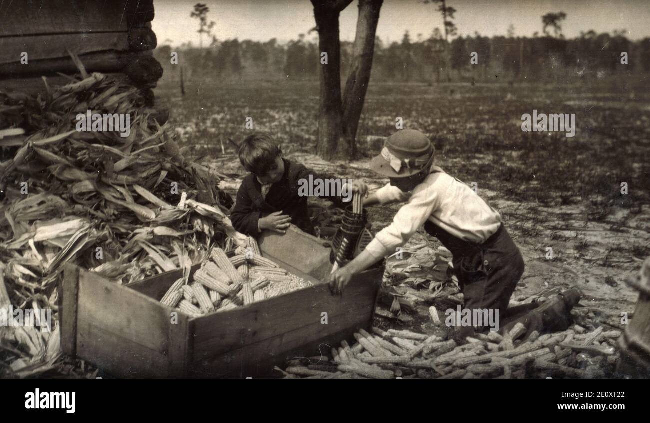 Children thrashing corn during school hours on a farm near Dublin. Many such light occupations fall to the lot of the Georgia child. Location: Dublin (vicinity), Georgia. 1915 Stock Photo