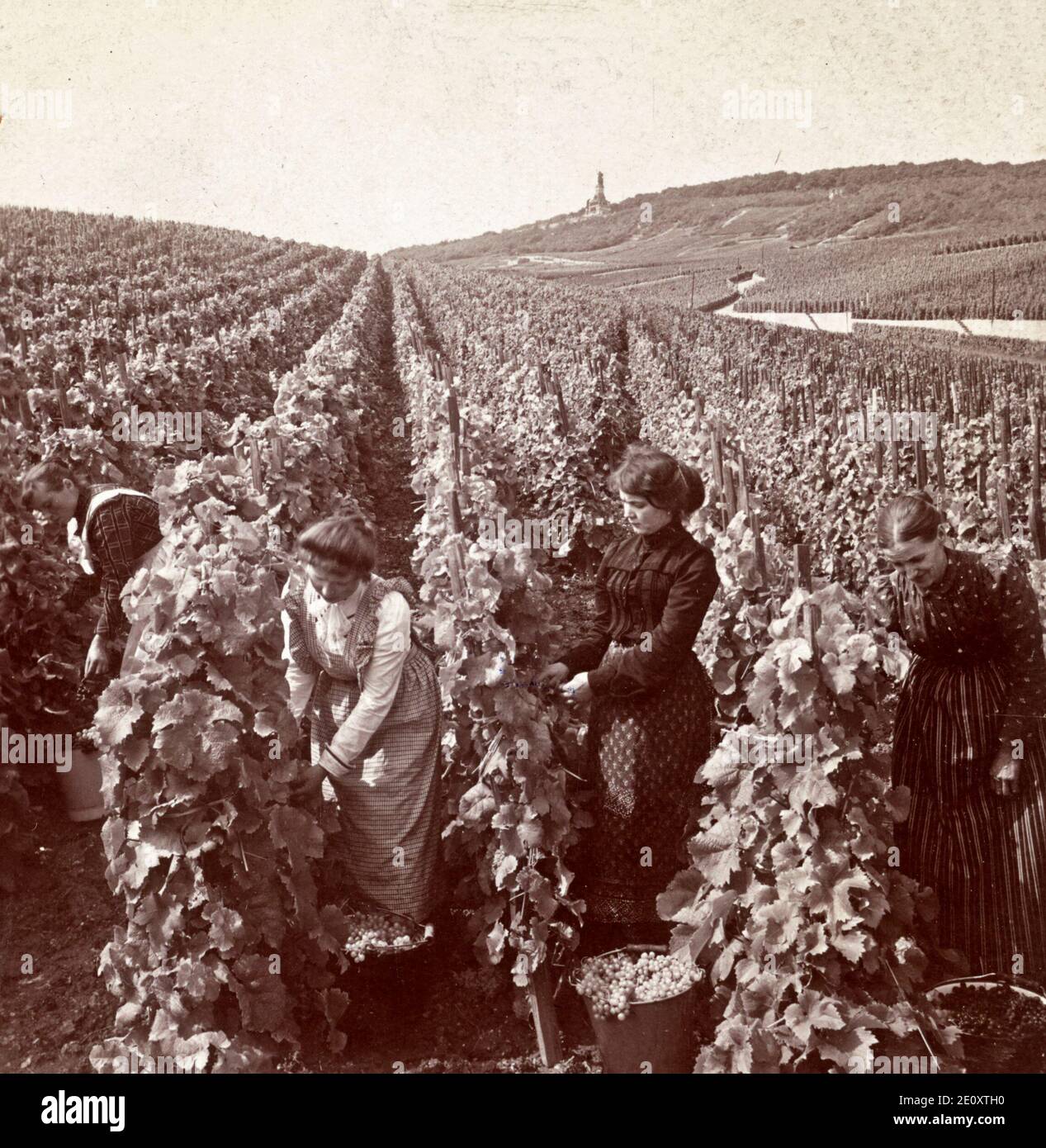 Toiling in the vineyards - Picking the luscious grapes, Rudesheim, Germany, circa 1904 Stock Photo
