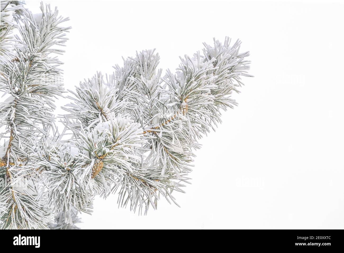 Pine tree branch with cones and hoarfrust or rime and snow on green ...