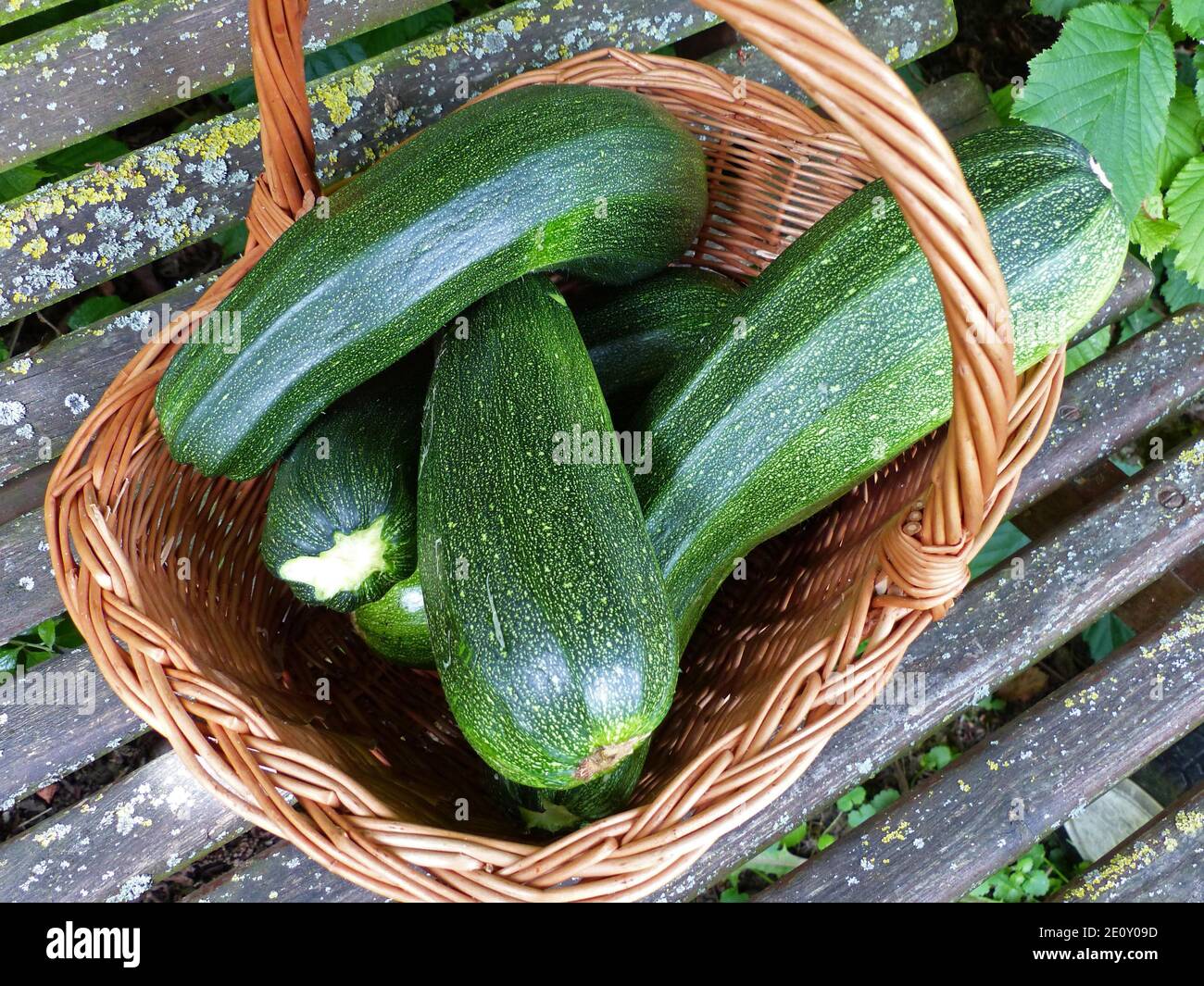 Basket Full Of Freshly Harvested Zucchini From The Own Garden, Organic Vegetable Stock Photo