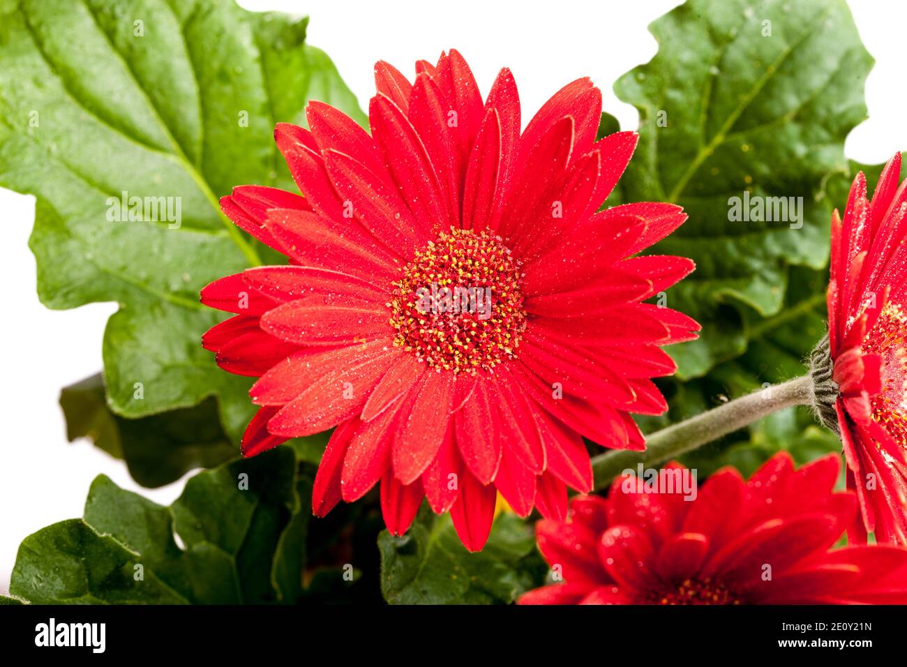 Transvaal daisy (Gerbera hybrida) Stock Photo