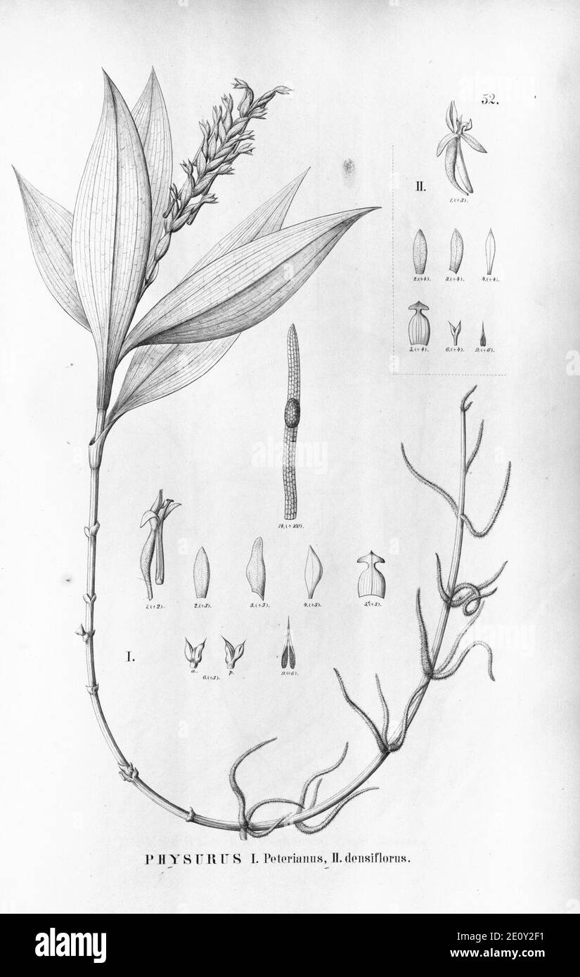 Ligeophila peteriana (as Physurus peterianus) - Aspidogyne foliosa (as Physurus densiflorus) - Flora Brasiliensis 3-4-52. Stock Photo