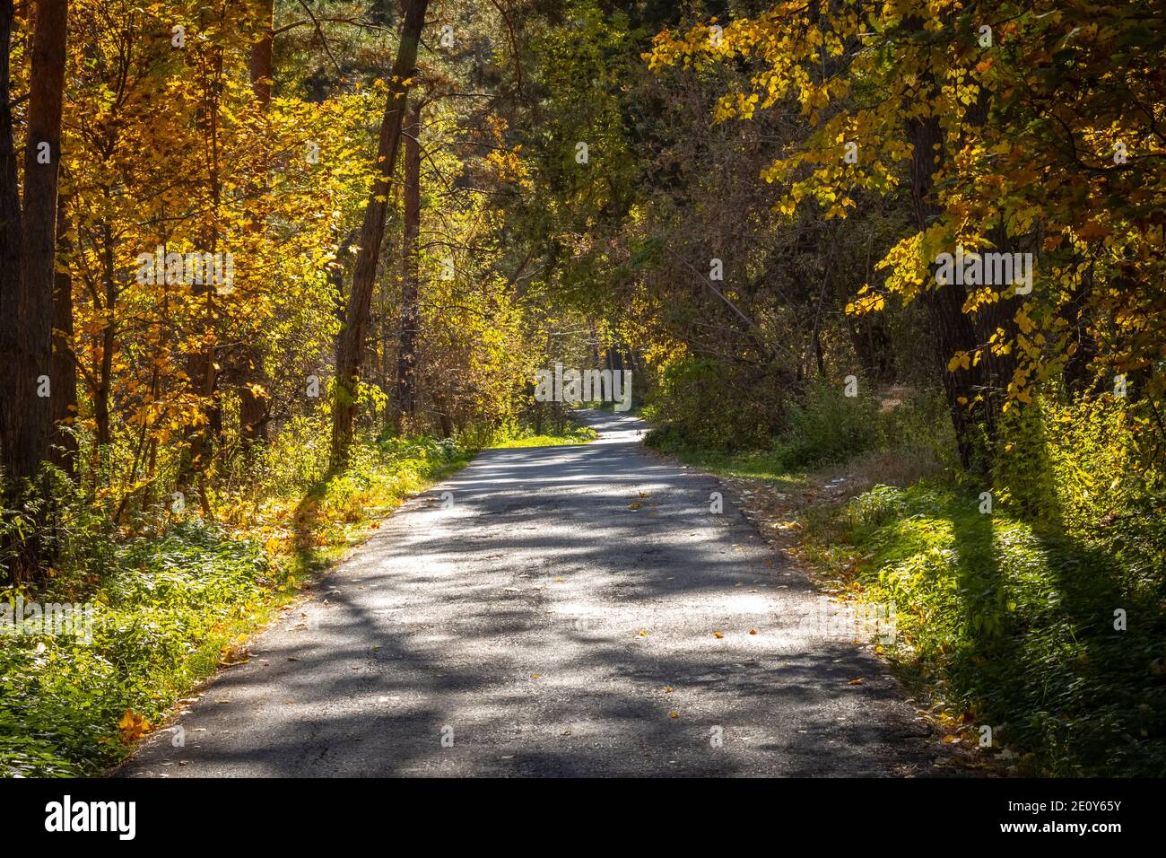 Narrow asphalt road through the autumn forest Stock Photo - Alamy