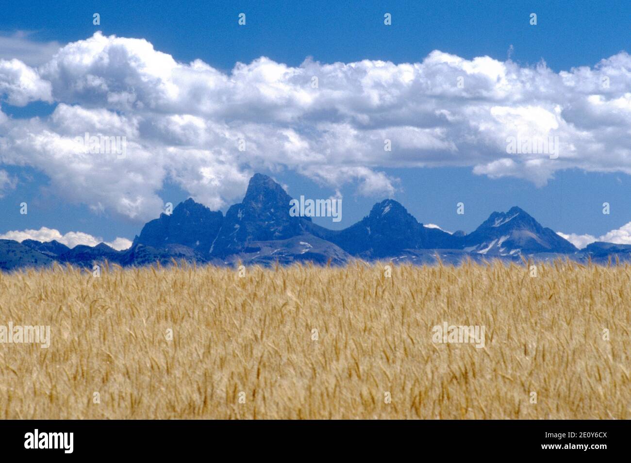 Barley (Hordeum vulgare) field in eastern Idaho with Grand Tetons in the background under sky of cumulus clouds.. Stock Photo